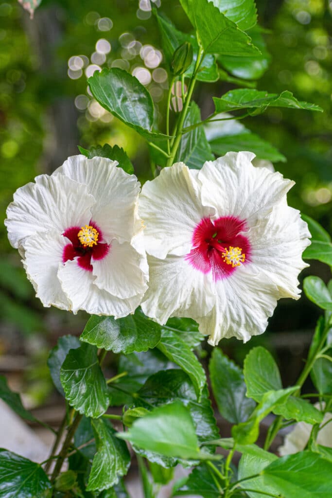 Moonlight Plants Flowers of White for Your Night Time Garden.