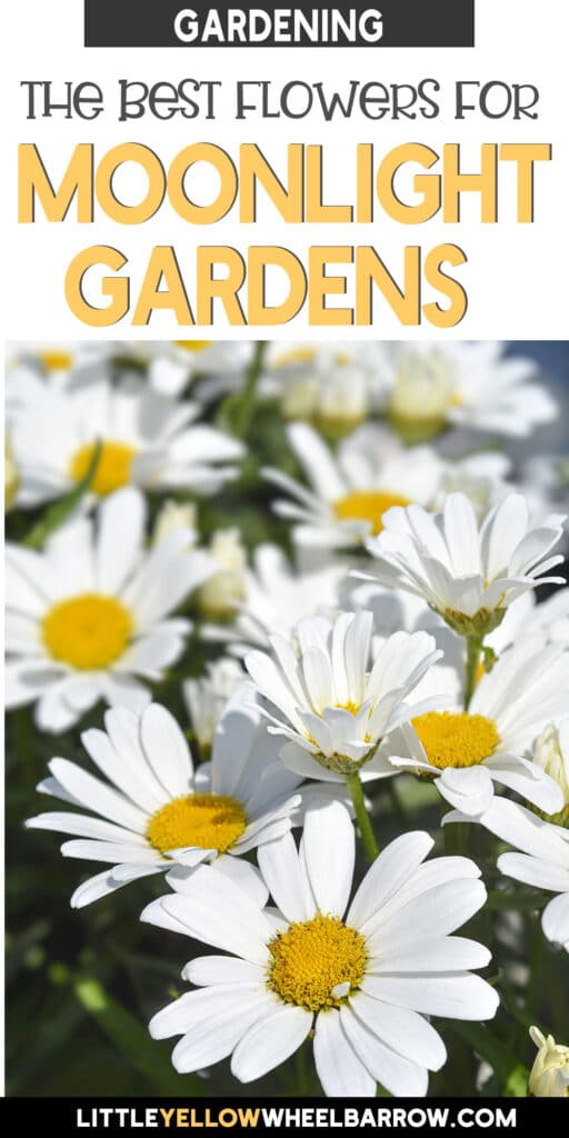 Moonlight Plants Flowers of White for Your Night Time Garden.