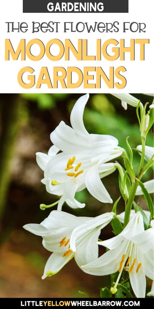 Moonlight Plants Flowers of White for Your Night Time Garden.