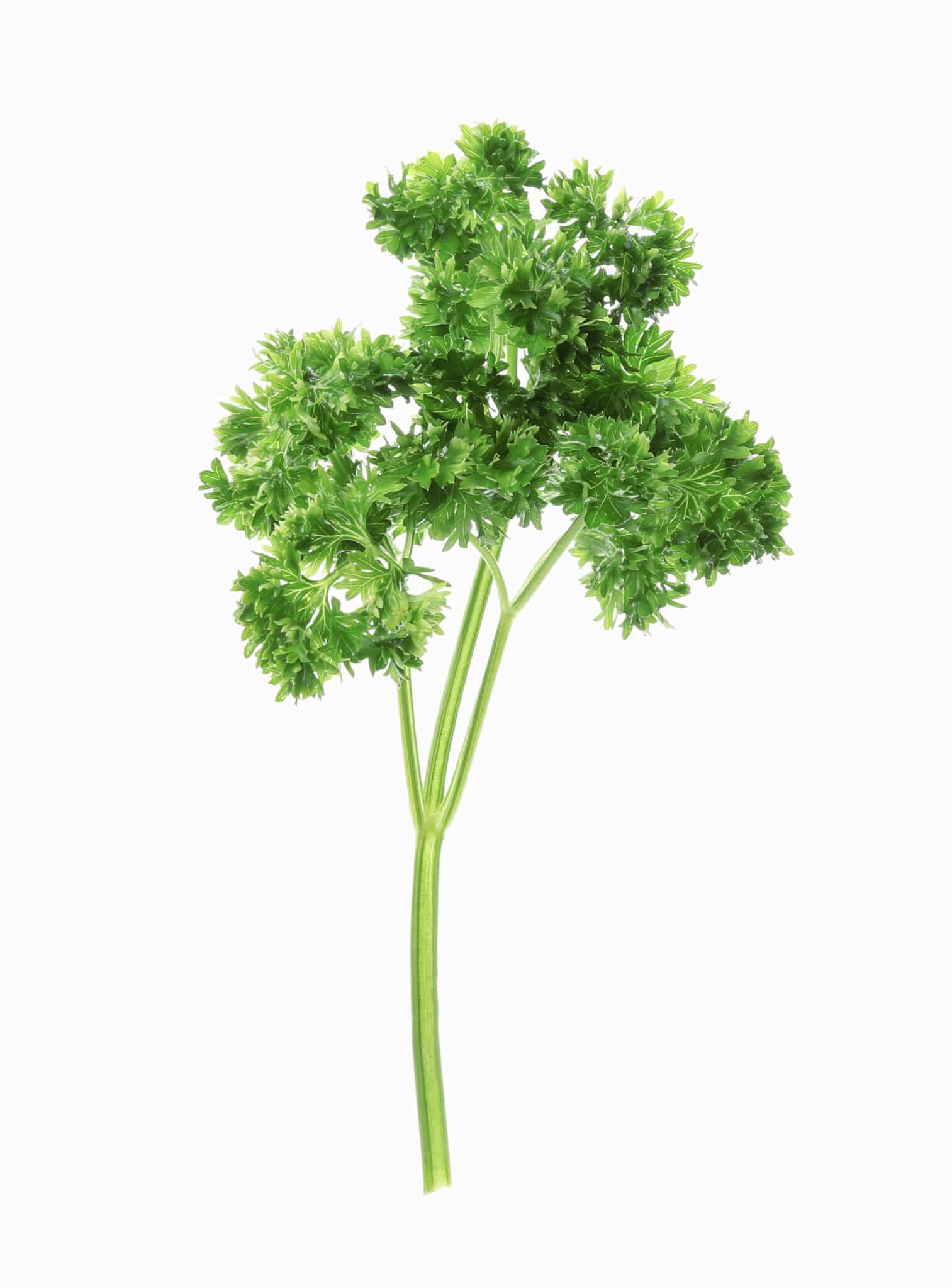 Fresh green curly parsley on white background.