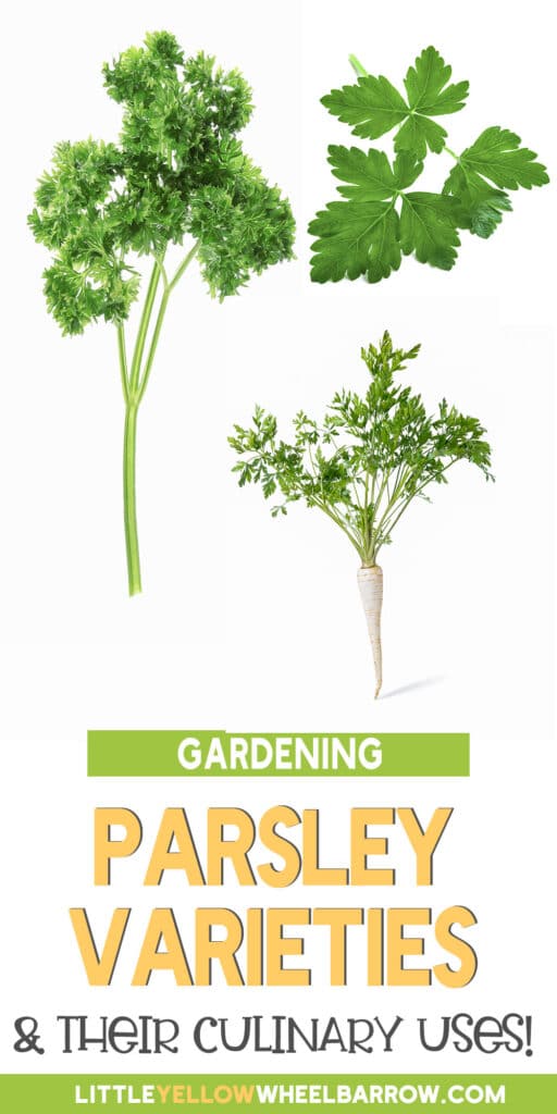 Guide On All Types of Parsley