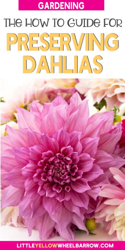 How To Dry Out DahliasThe Best Preserving Method