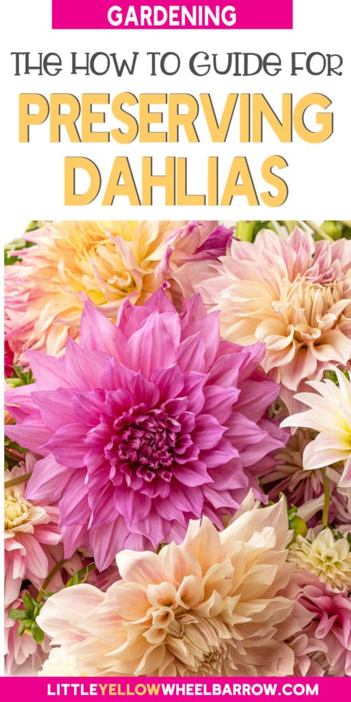 How To Dry Out DahliasThe Best Preserving Method