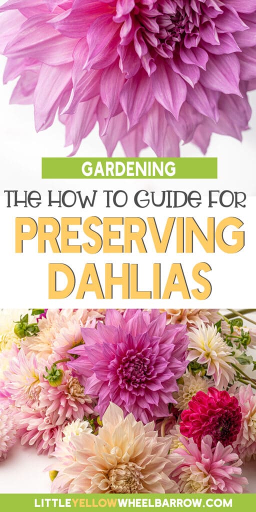 How To Dry Out DahliasThe Best Preserving Method