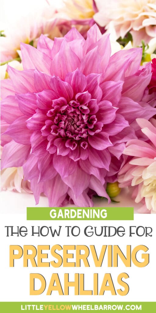 How To Dry Out DahliasThe Best Preserving Method