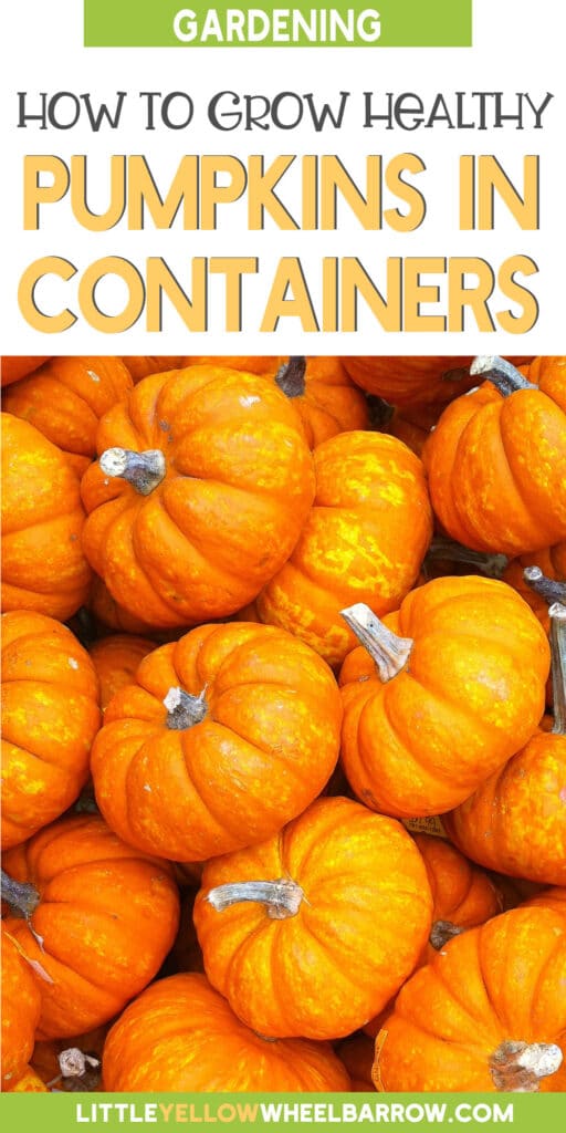 How to Grow Pumpkins in Containers Small Space Gardening