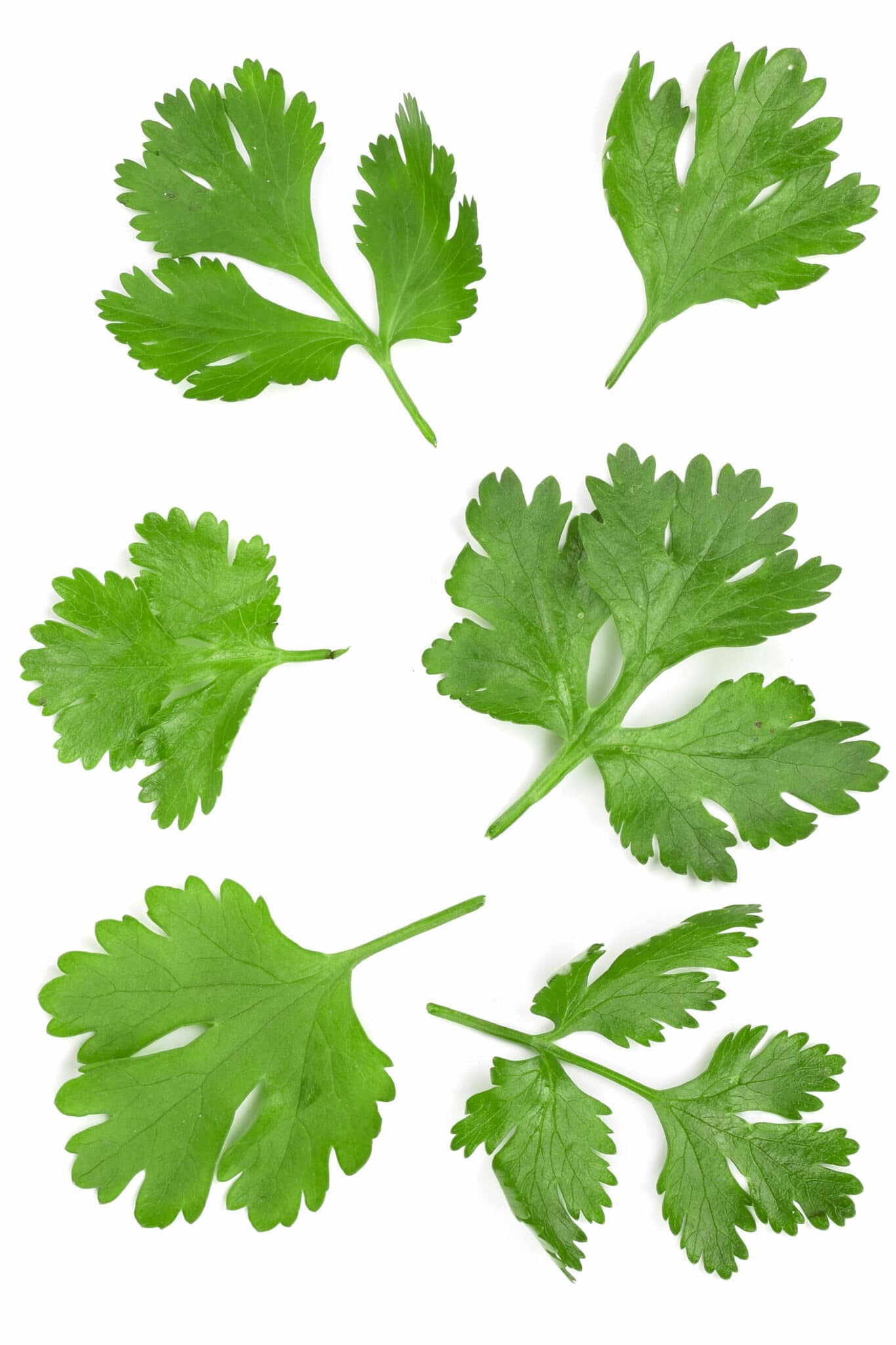Several types of cilantro leaves on a white background.