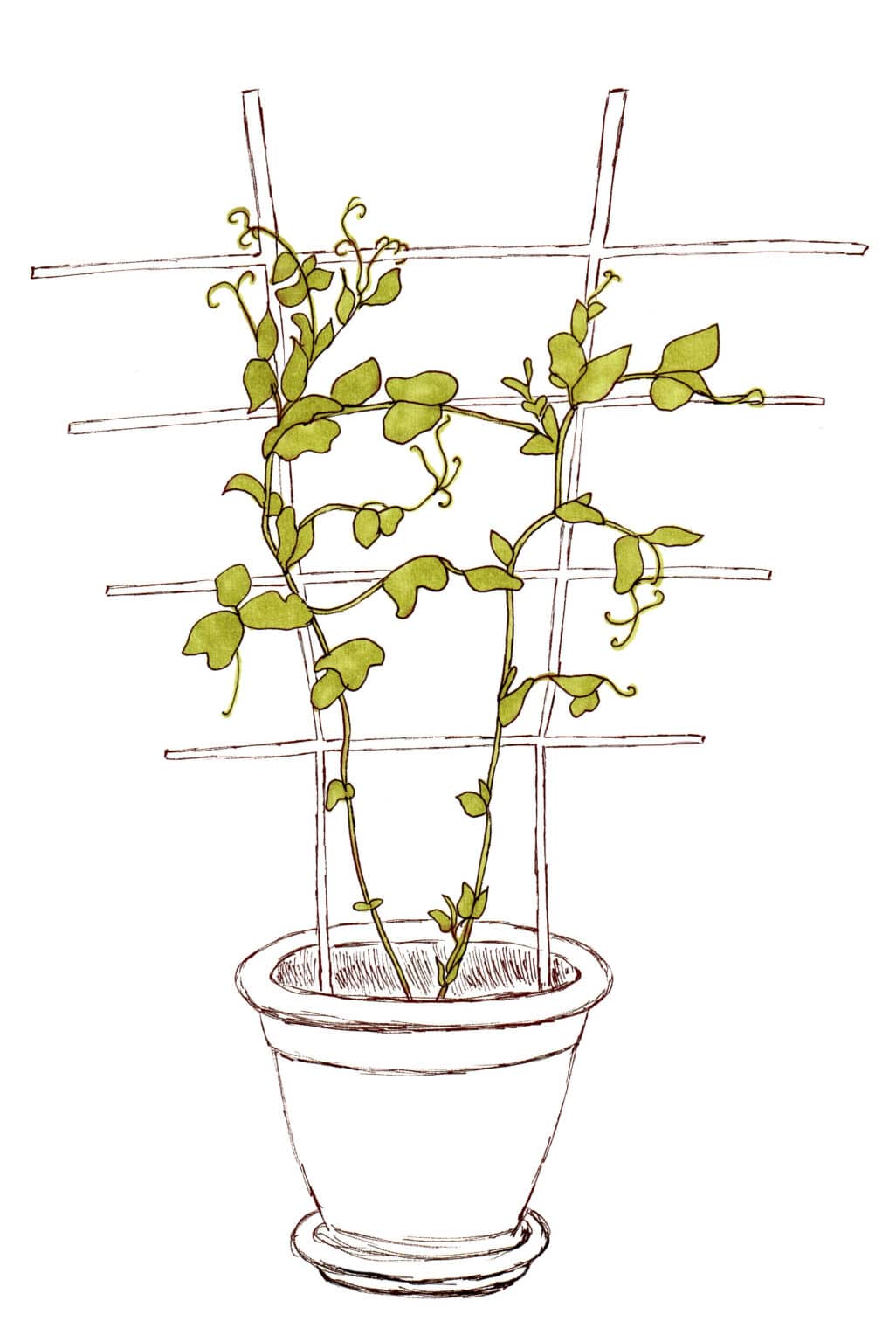 How to Grow Green Beans in Containers It's Easy!