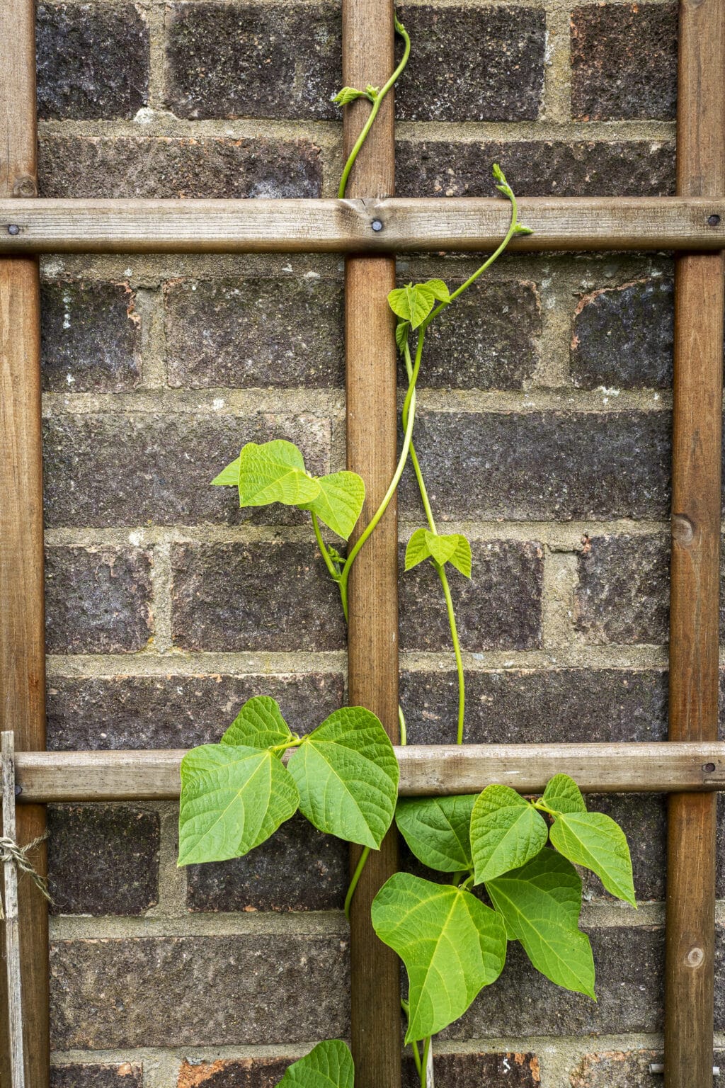 How to Grow Green Beans in Containers It's Easy!