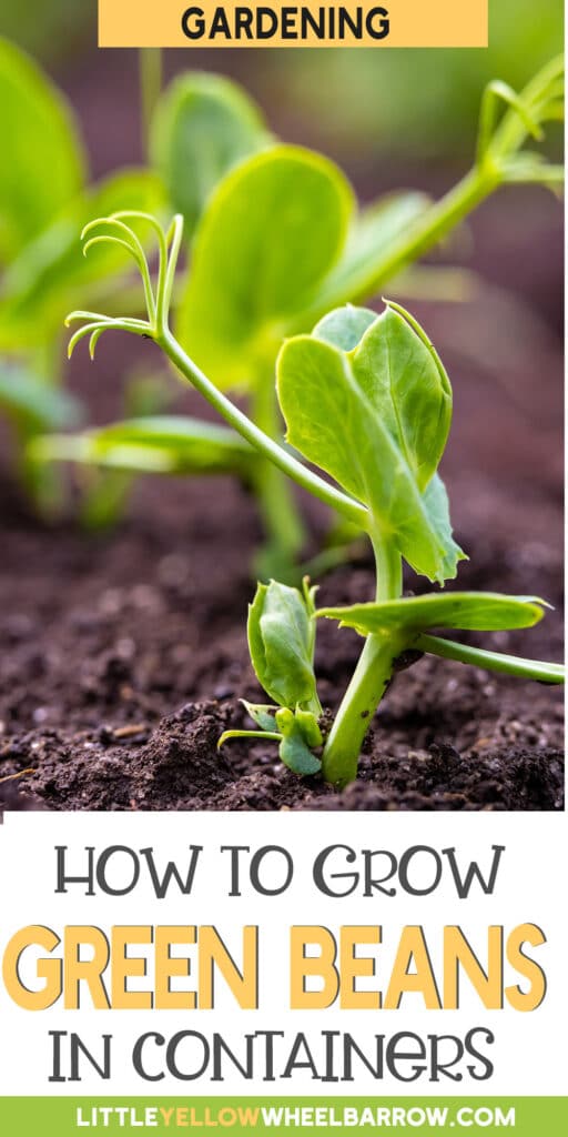 How to Grow Green Beans in Containers It's Easy!