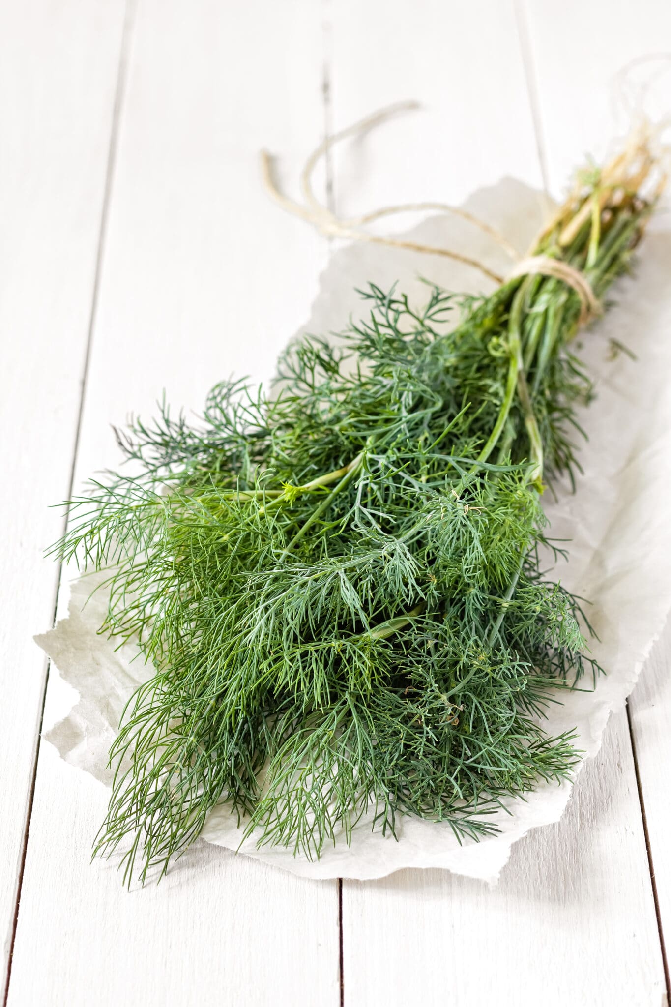 Freshly picked dill from a summer garden.