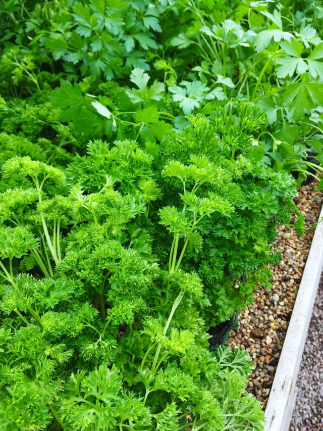 Parsley Plant How To Grow, Harvest & Use Them