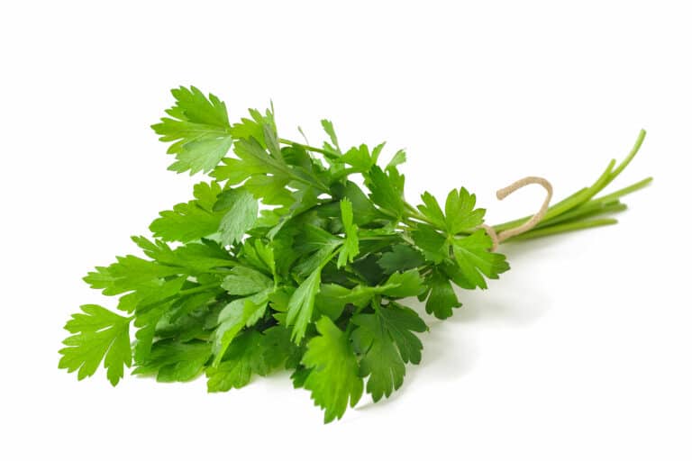 Parsley Plant How To Grow, Harvest & Use Them