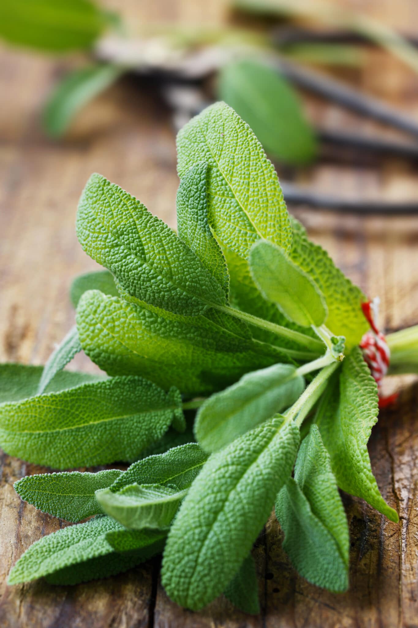 Sage Leaves