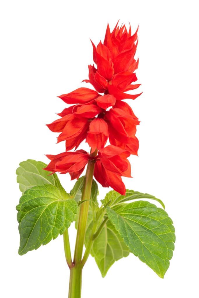 Flor Scarlet Sage isolada no fundo branco.