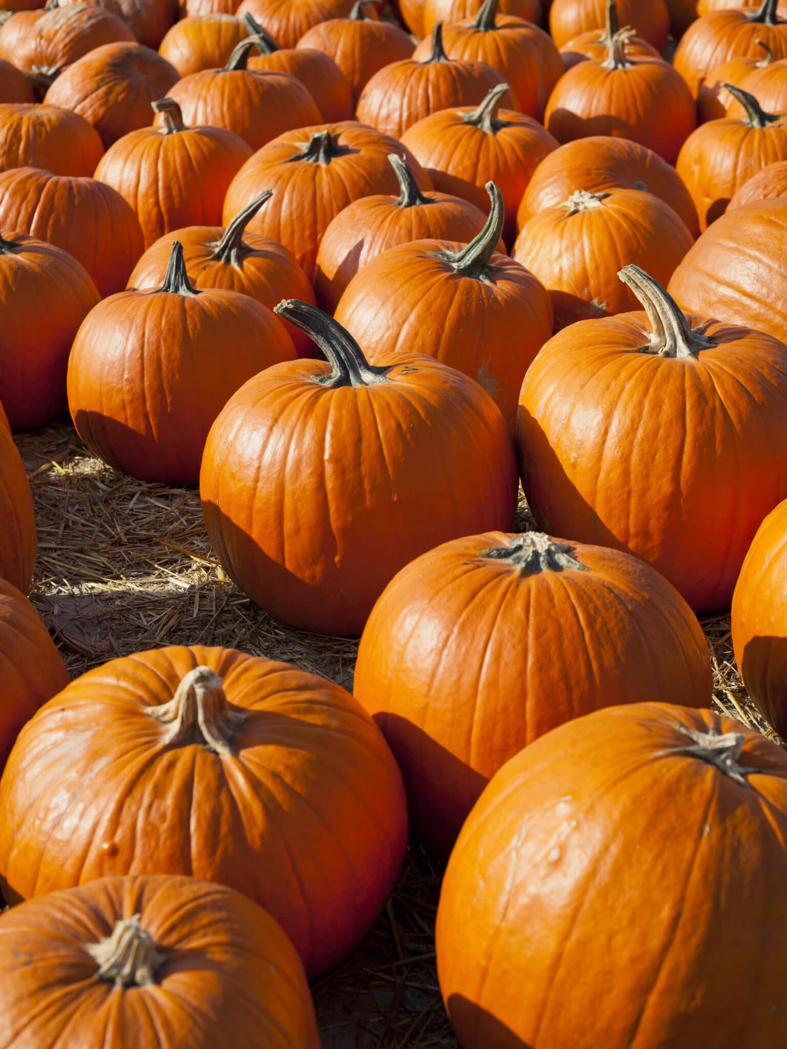 A display of perfectly ripe bright orange pumpkins. 
