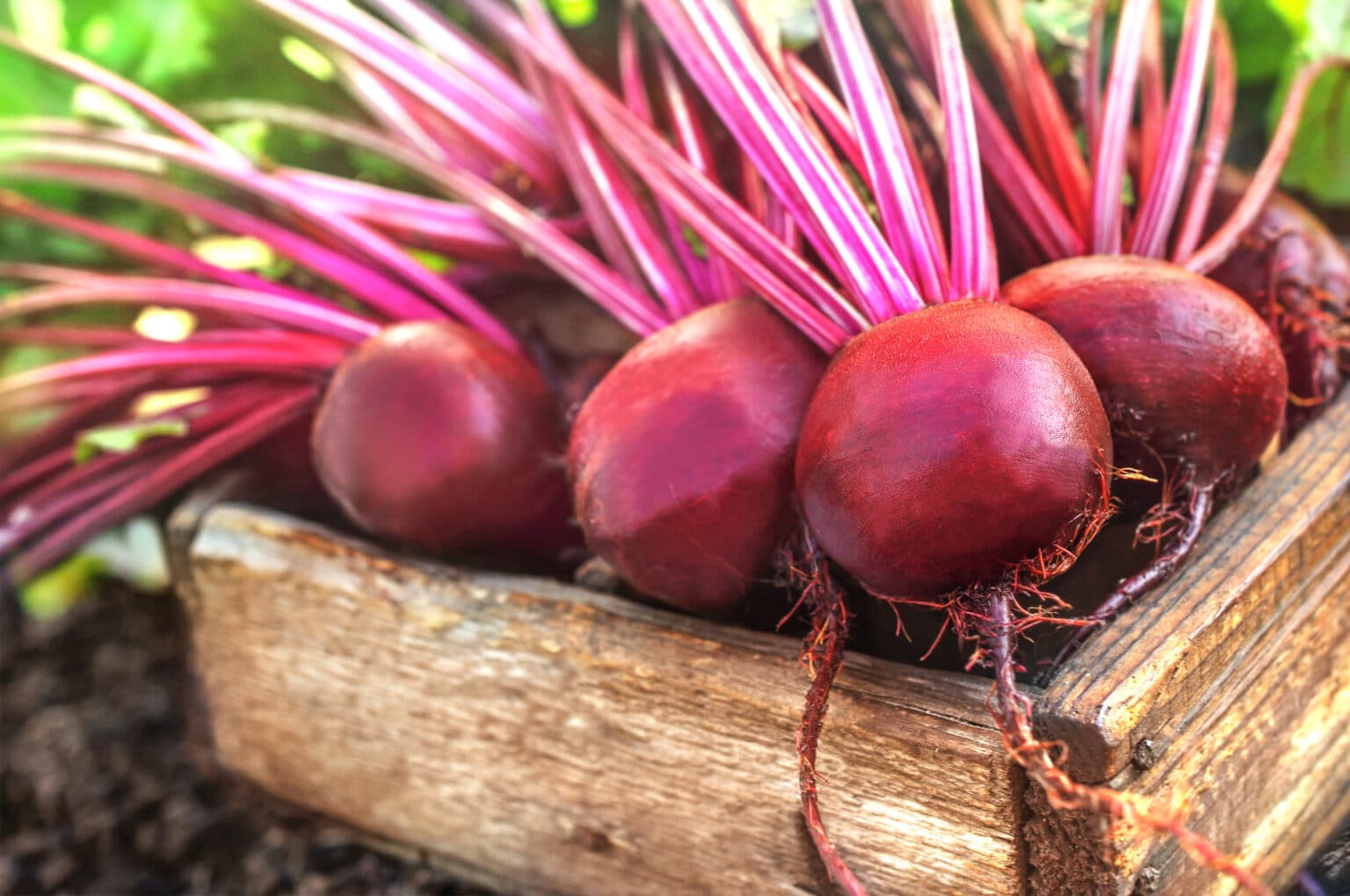 Growing Beets in Containers Essential Tips for Success