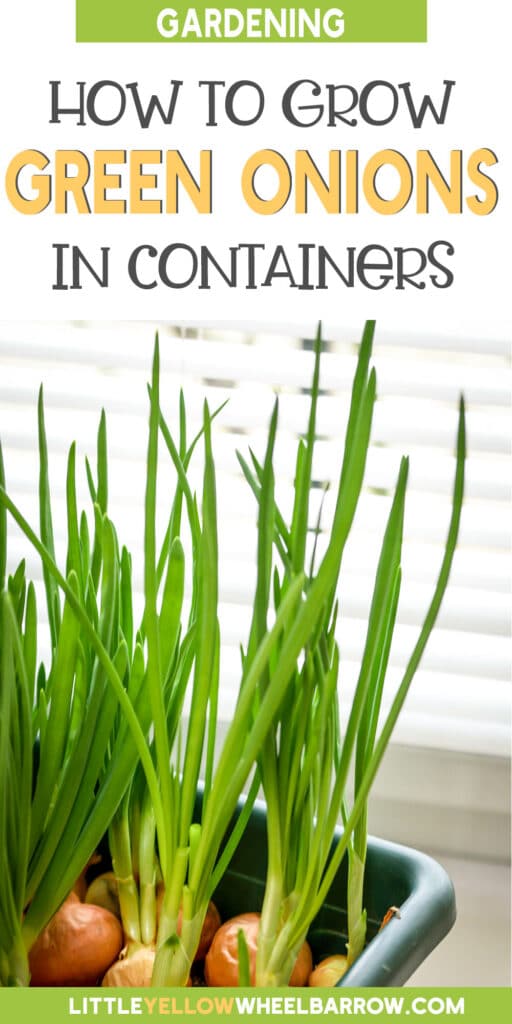 How To Grow Green Onions In Containers