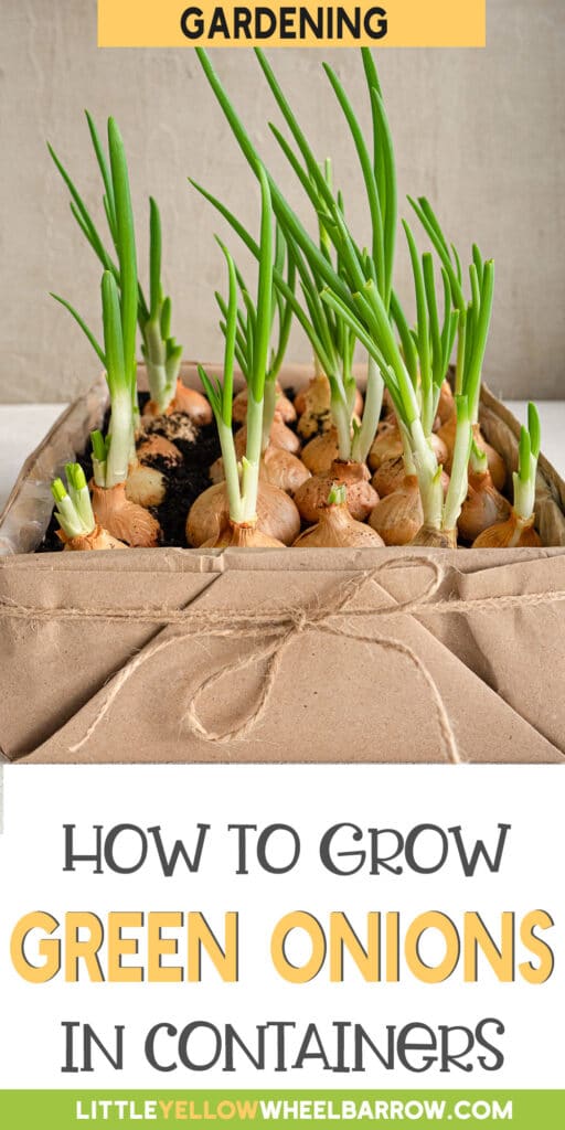 How To Grow Green Onions In Containers
