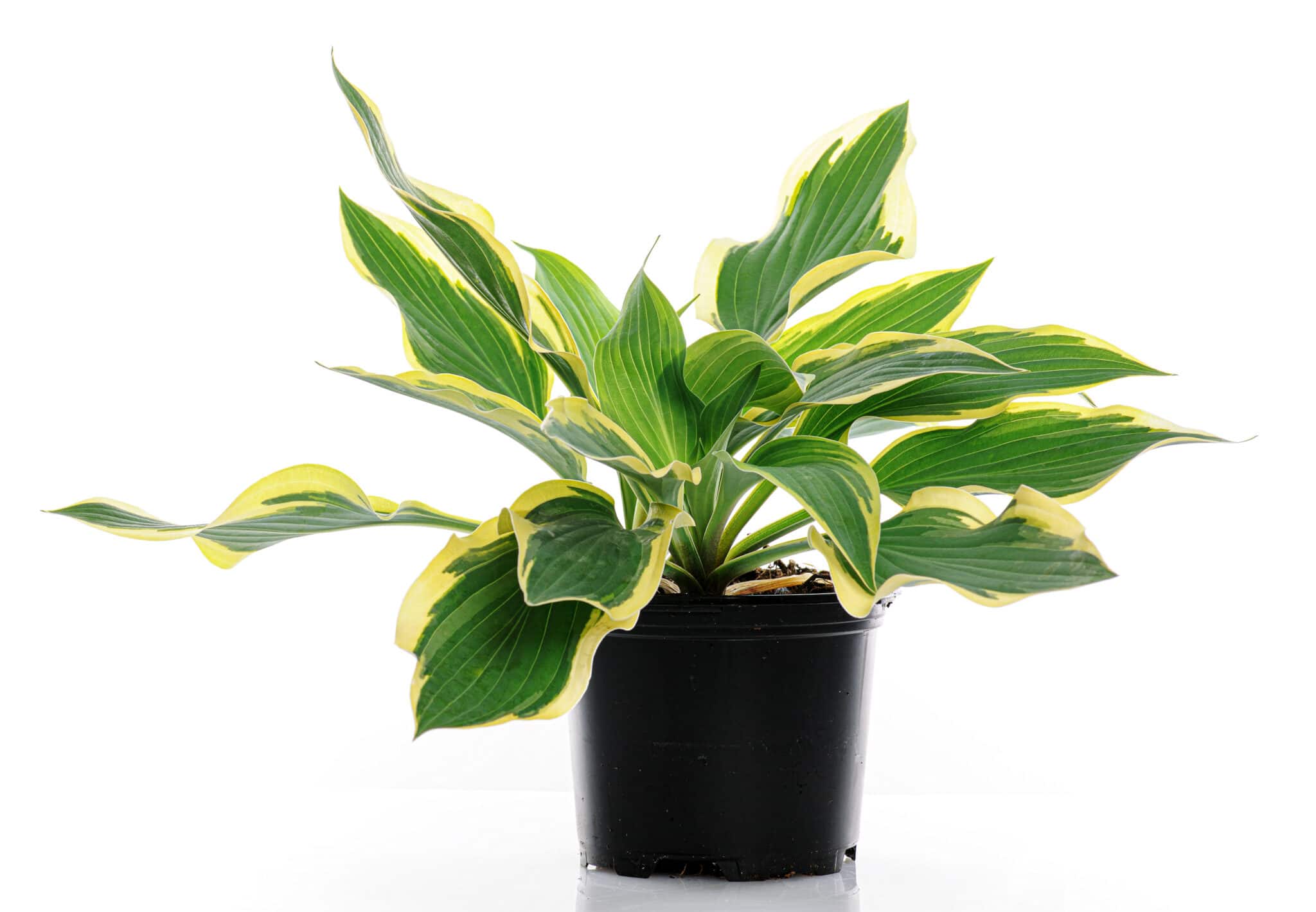 How To Grow Hostas In Pots - Everything You Need to Know!