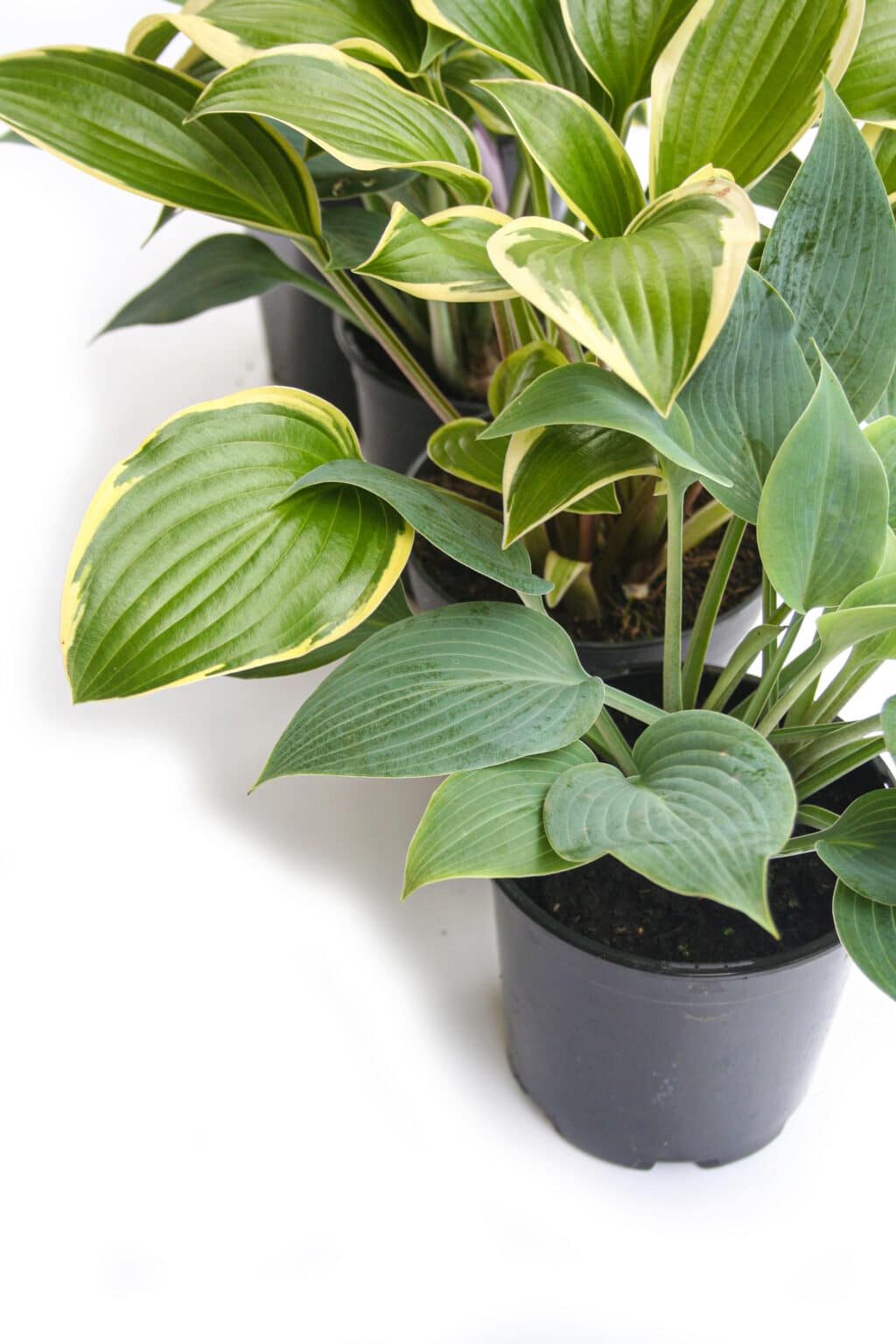 How To Grow Hostas In Pots Everything You Need to Know!
