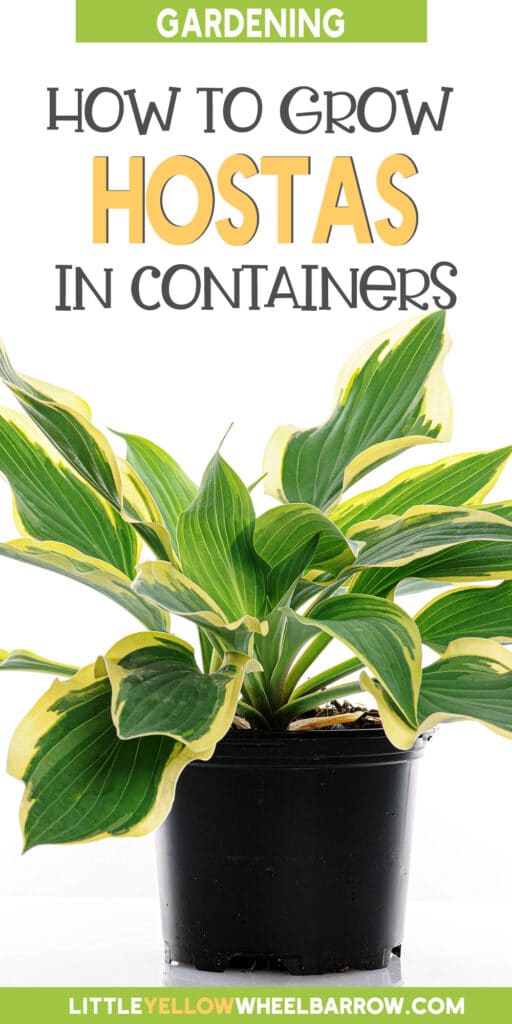 How To Grow Hostas In Pots Everything You Need to Know!