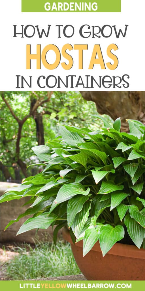 How To Grow Hostas In Pots Everything You Need to Know!