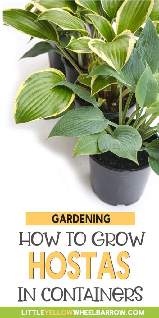 How To Grow Hostas In Pots Everything You Need to Know!
