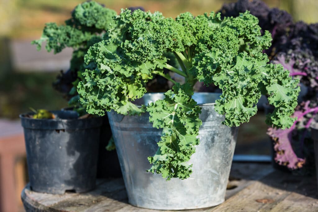 Growing Kale In Containers A Comprehensive Guide (2022)