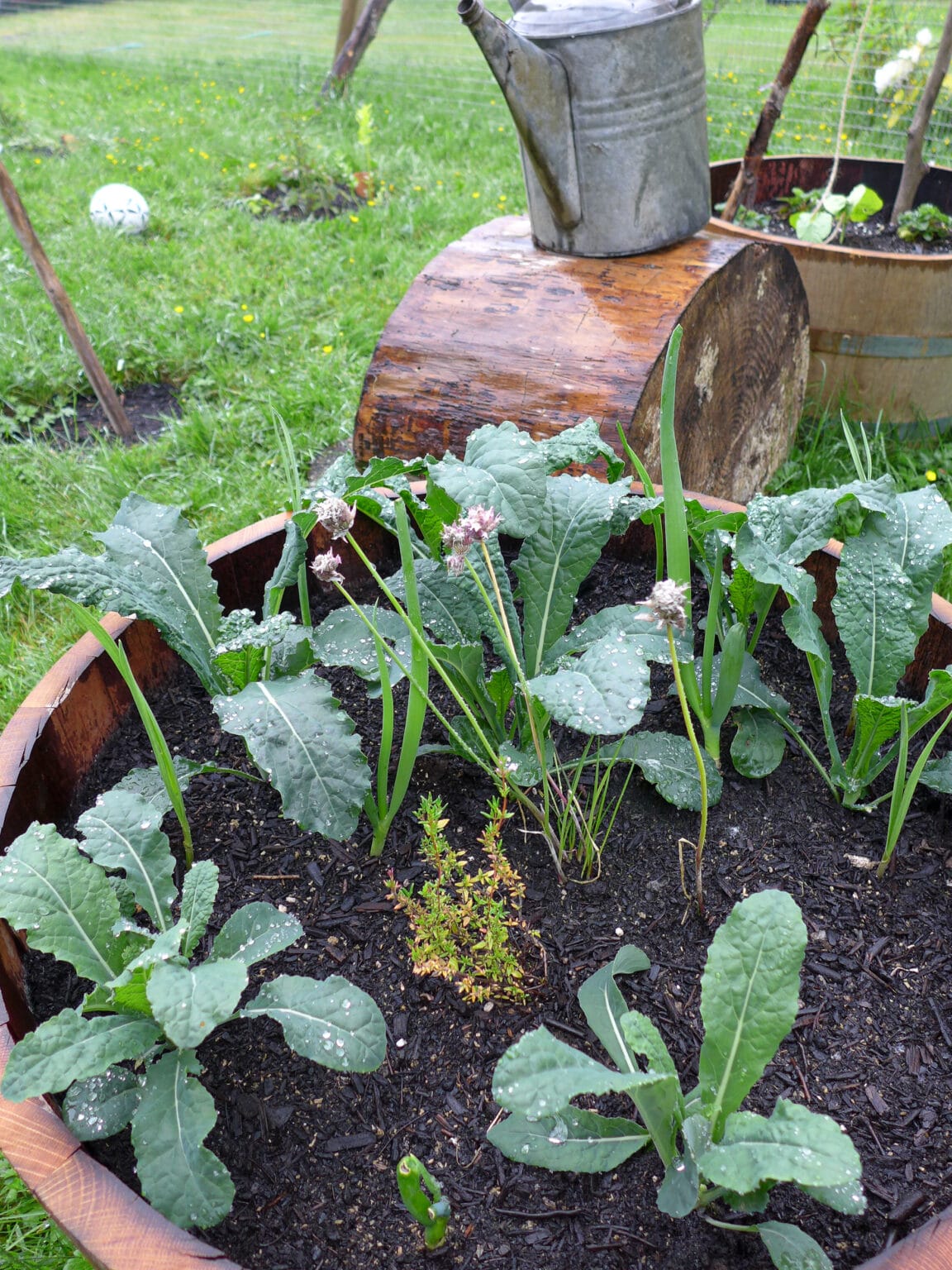 Growing Kale In Containers A Comprehensive Guide (2022)