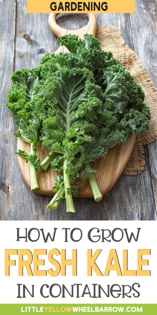 Growing Kale In Containers A Comprehensive Guide (2022)