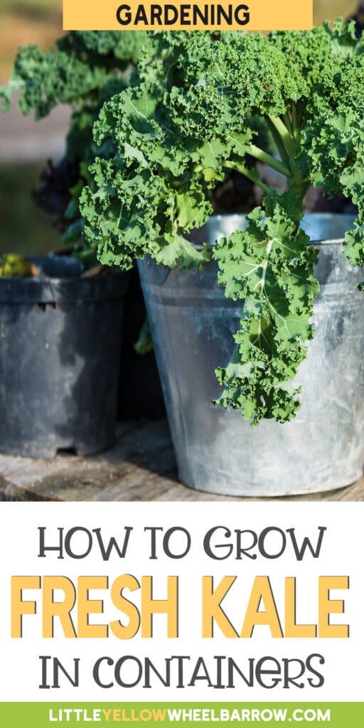 Growing Kale In Containers A Comprehensive Guide (2022)