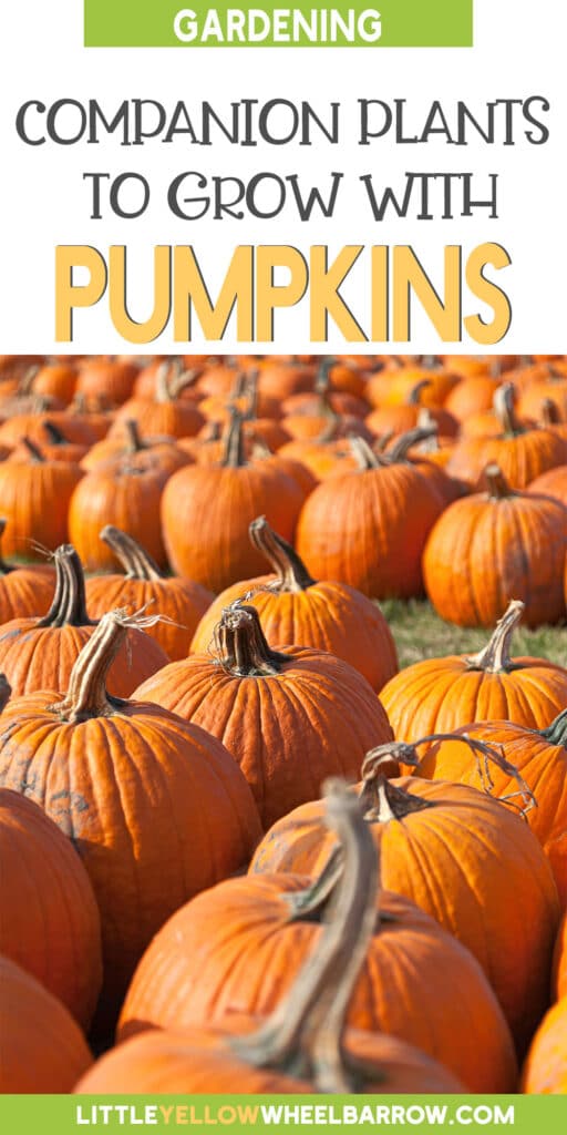 Companion Plants for Pumpkins A Gardeners Guide!