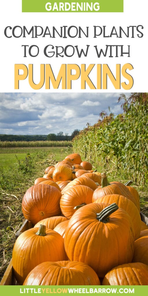 Companion Plants for Pumpkins A Gardeners Guide!