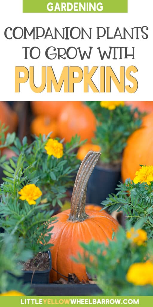 Companion Plants for Pumpkins A Gardeners Guide!