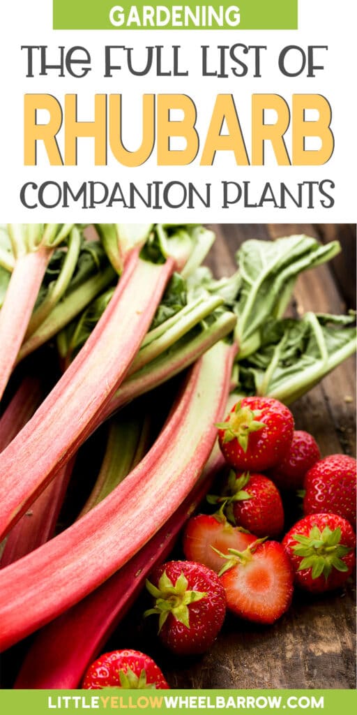 Rhubarb Companion Plants A Very Detailed Guide