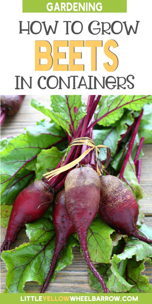 Growing Beets In Containers Everything You Need To Know