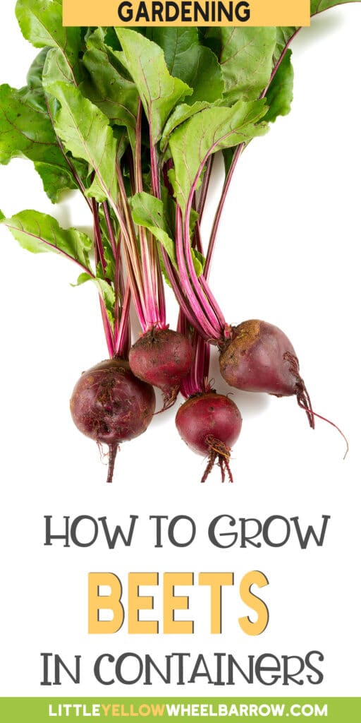 Growing Beets In Containers Everything You Need To Know