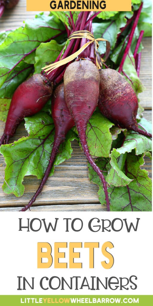 Growing Beets In Containers Everything You Need To Know