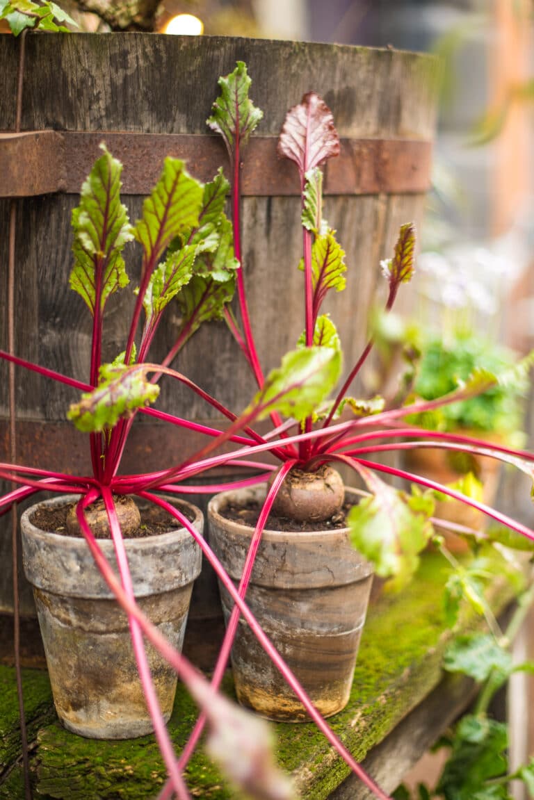Growing Beets in Containers: Essential Tips for Success