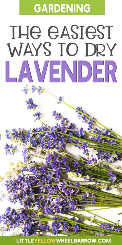 How To Dry Lavender (Preserving Methods And Tips)