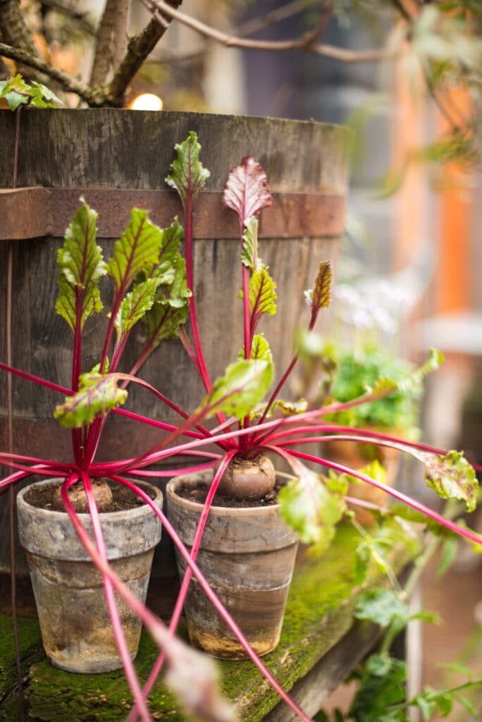 Growing Beets In Containers Everything You Need To Know
