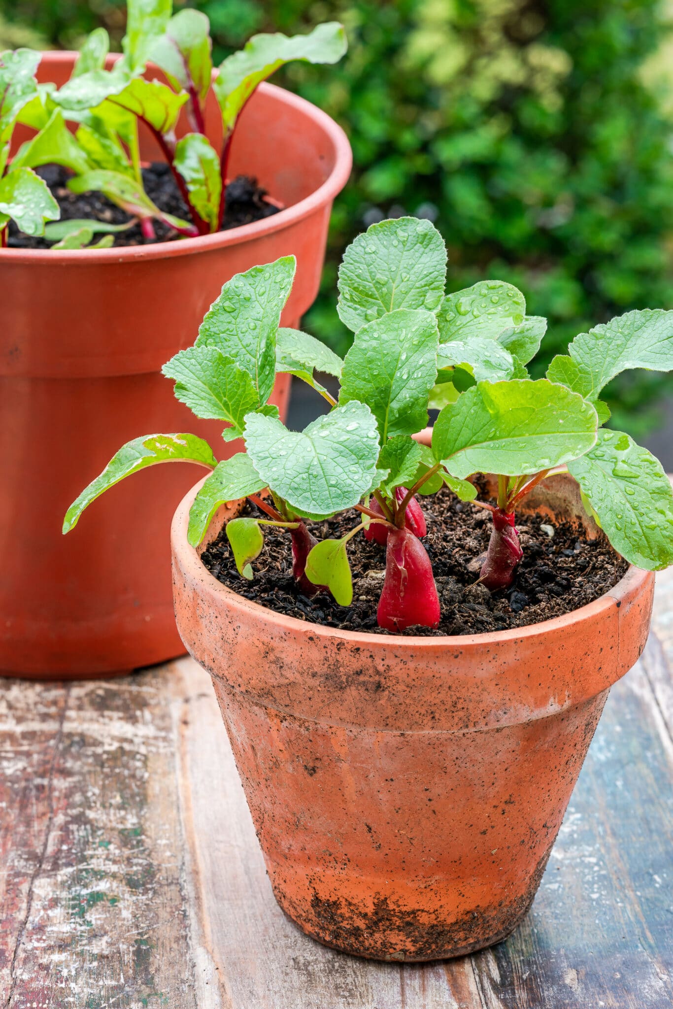Young beetroot and raddish plants in pots on an outdoor table - urban vegetable garden idea.