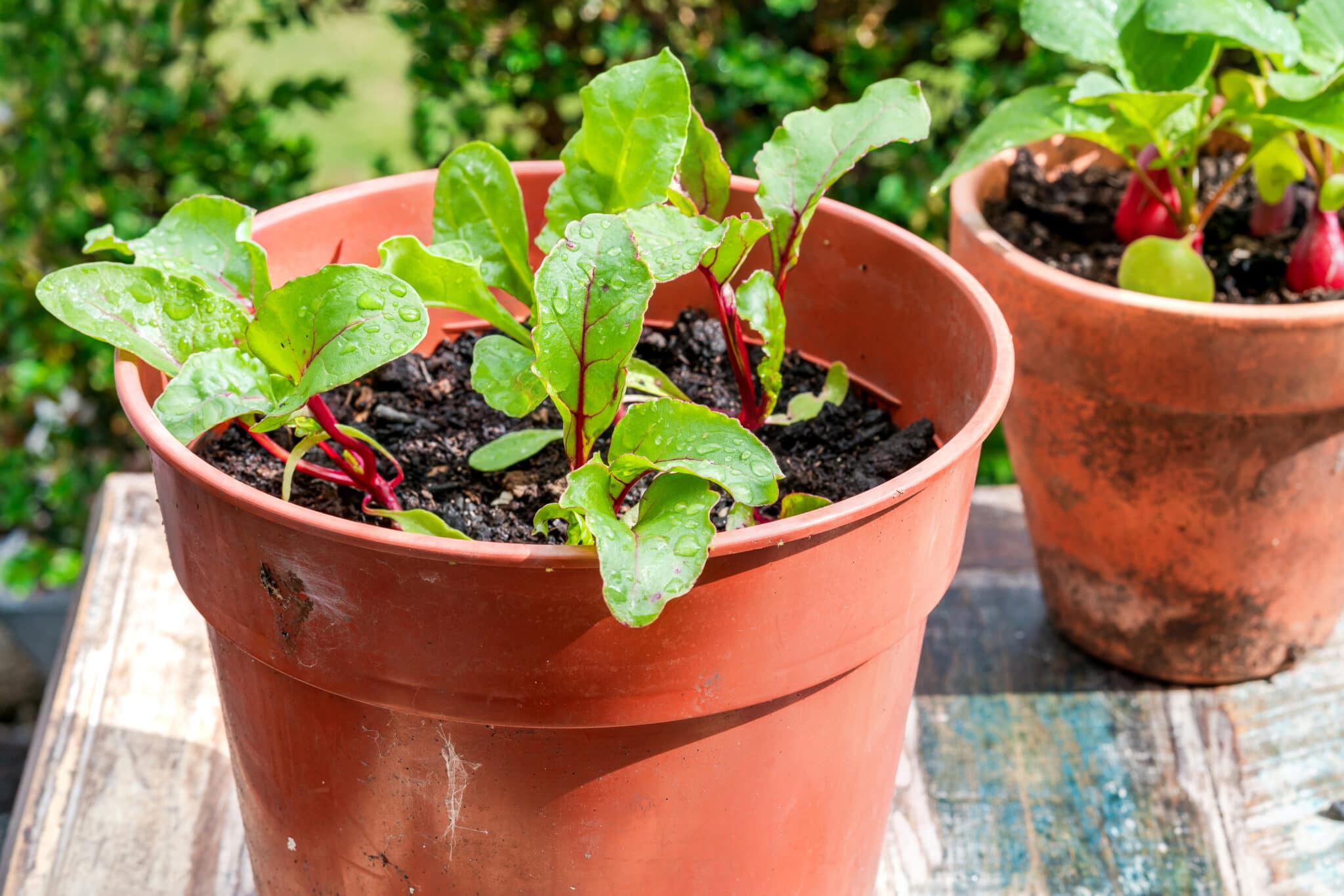 Beet seedlings growing in an orange container outside.