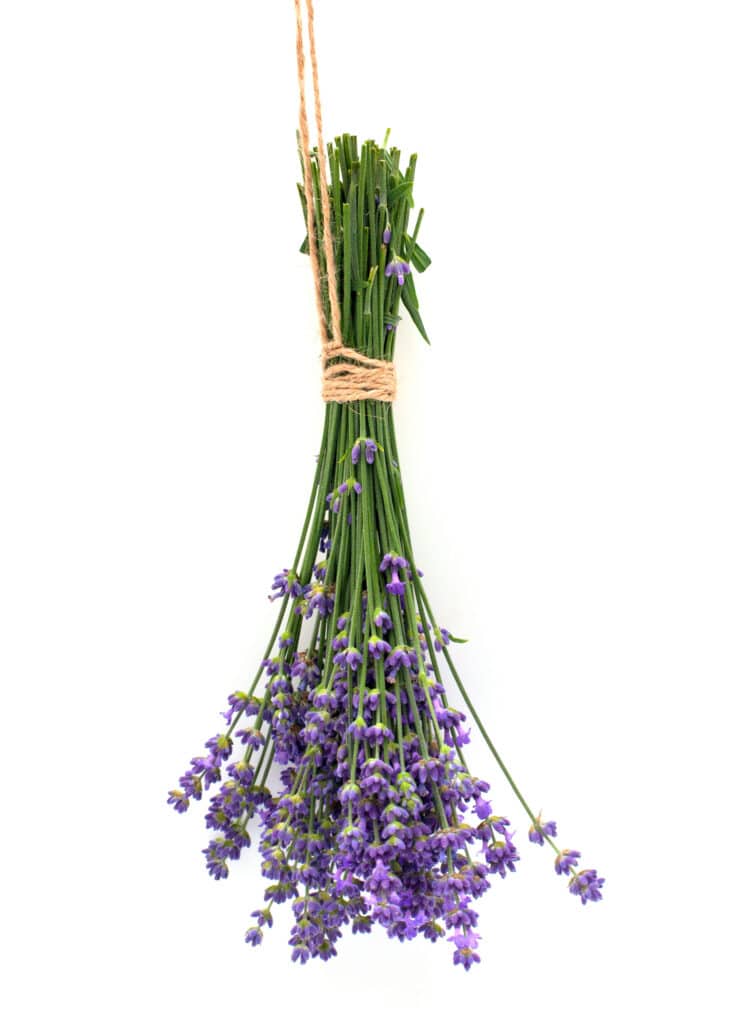 Lavender bundles tied with twine hanging to dry.