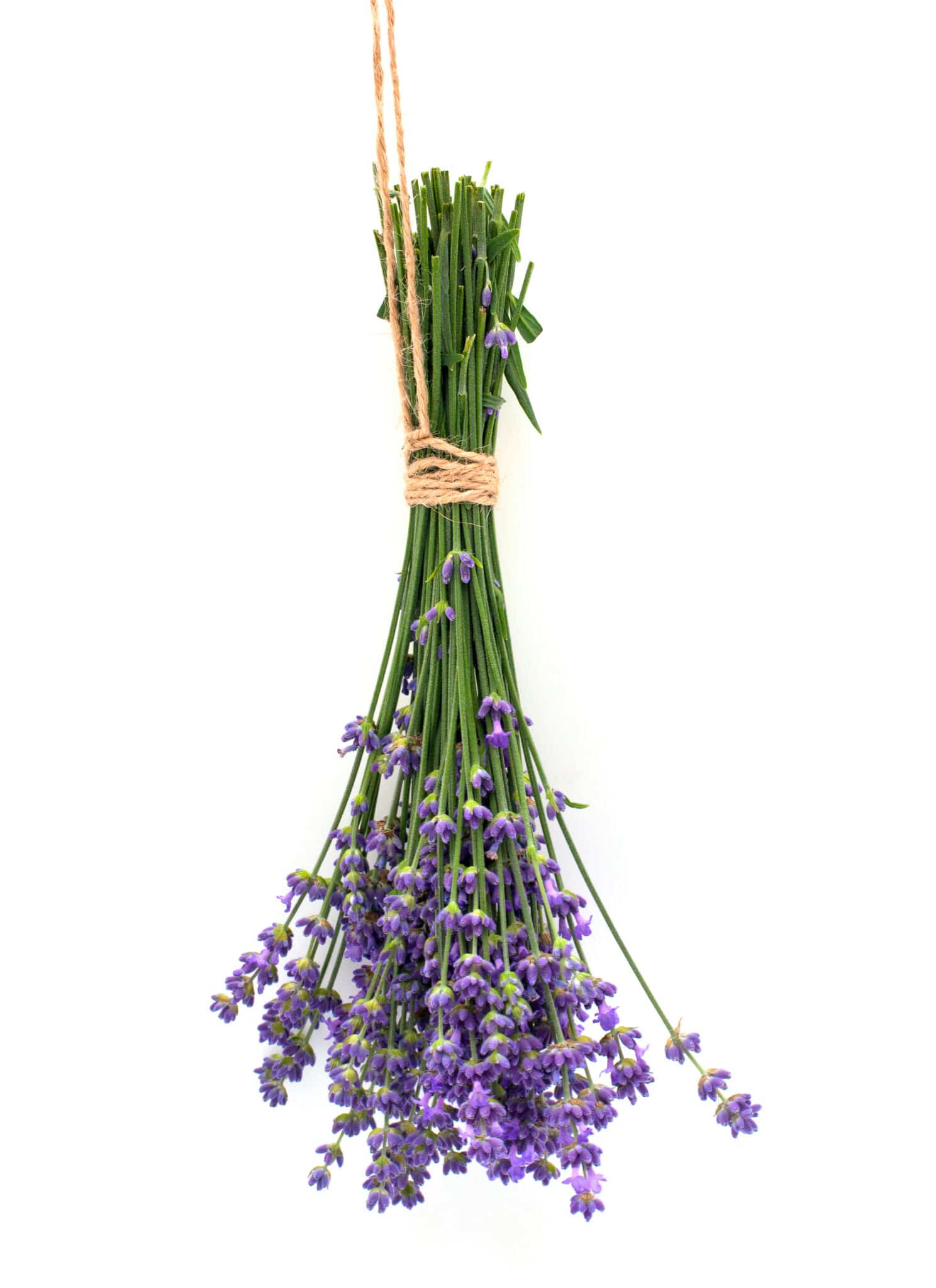 How To Dry Lavender (Preserving Methods And Tips)