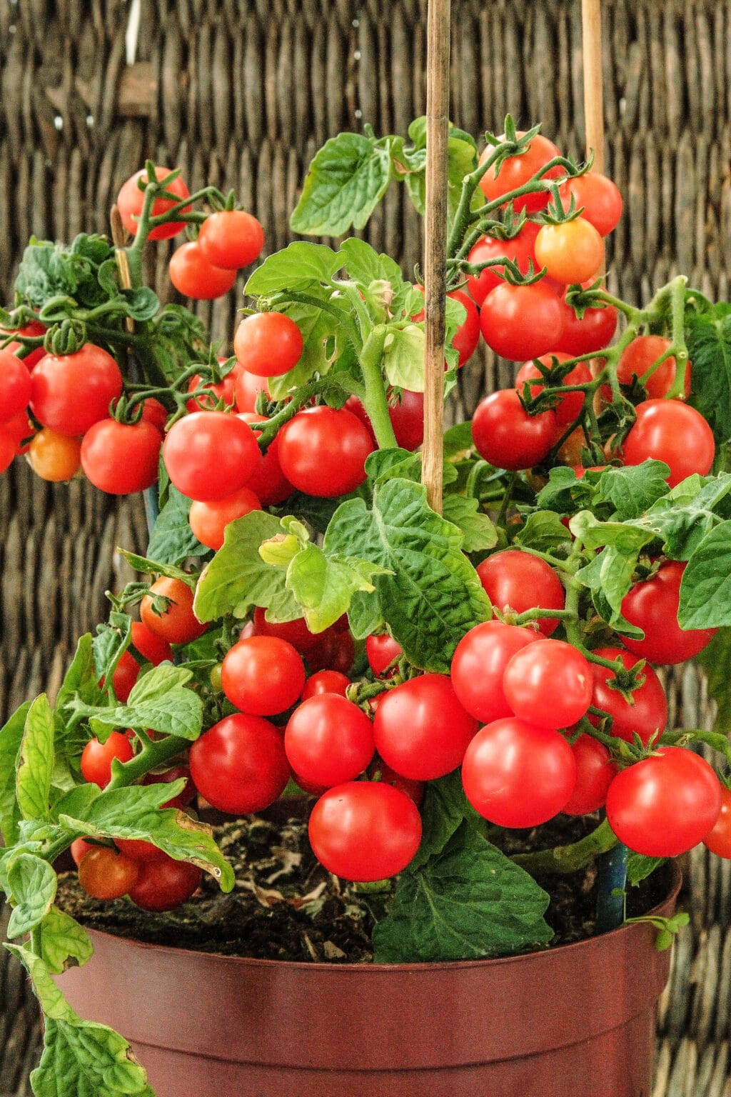 Growing Cherry Tomatoes in Pots Tips and