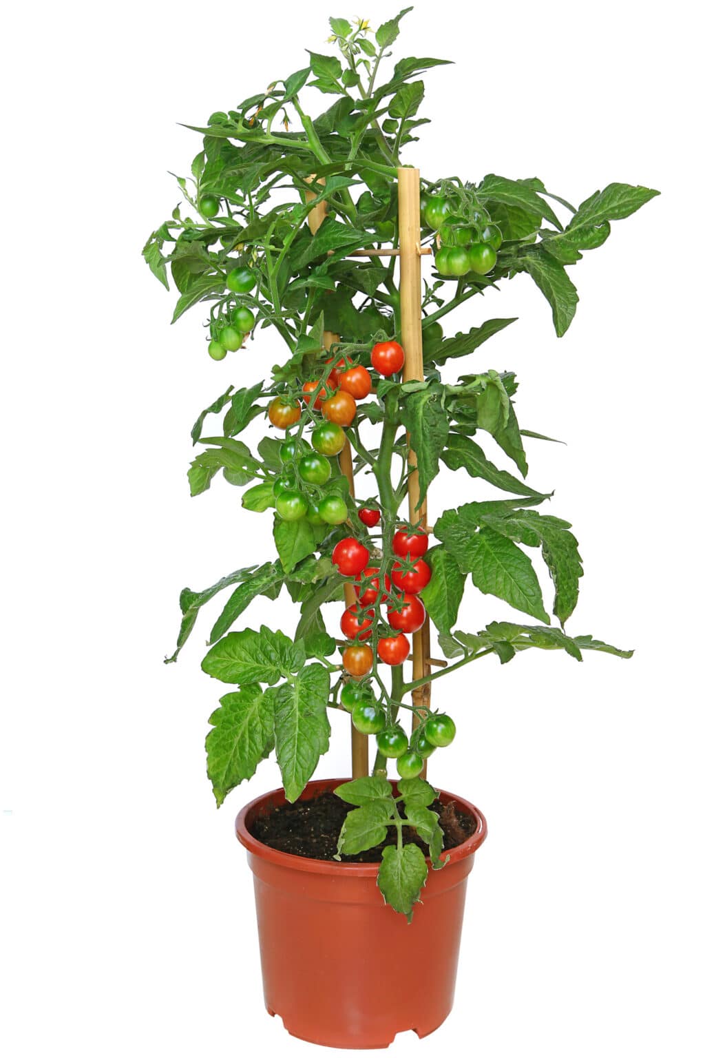Growing Cherry Tomatoes in Pots Tips and