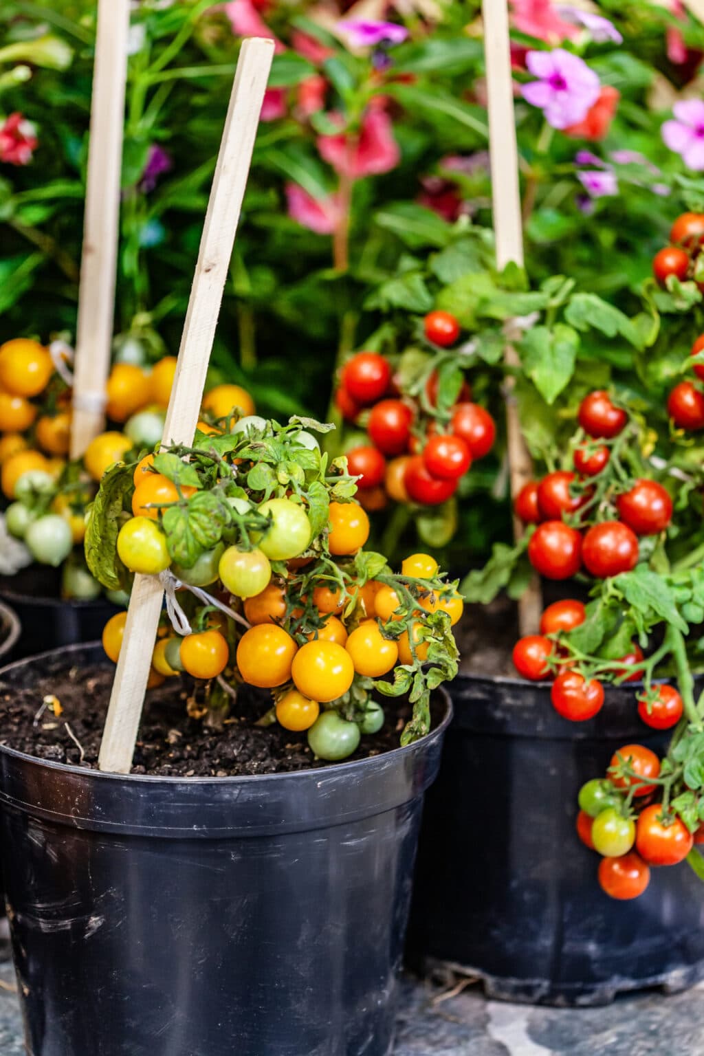 Growing Cherry Tomatoes in Pots Tips and