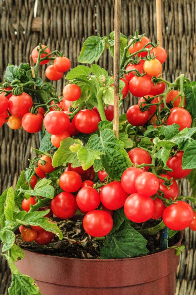 Growing Cherry Tomatoes in Pots Tips and
